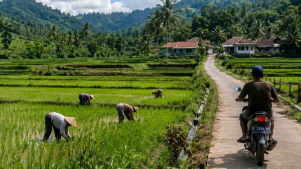 esa Cimanggu Kabupaten Sukabumi memiliki lahan pertanian luas dan tanah kas desa yang berpotensi menjadi sentra ketahanan pangan.