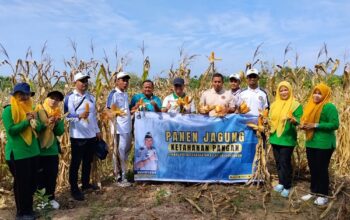 Lahan Calon Gedung Lapas Disulap Jadi Kebun Jagung, Lapas Lhoksukon Gelar Panen