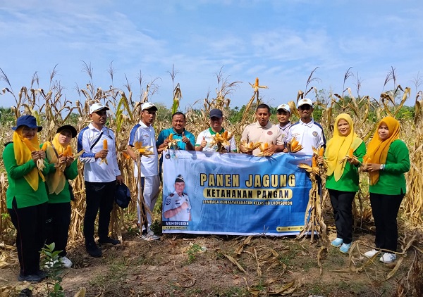 Lahan Calon Gedung Lapas Disulap Jadi Kebun Jagung, Lapas Lhoksukon Gelar Panen