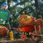 Bukan Sekadar Mutu, PTPN IV PalmCo Perkuat Ketertelusuran CPO untuk Pasar Global