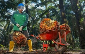 Bukan Sekadar Mutu, PTPN IV PalmCo Perkuat Ketertelusuran CPO untuk Pasar Global