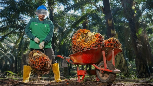 Bukan Sekadar Mutu, PTPN IV PalmCo Perkuat Ketertelusuran CPO untuk Pasar Global