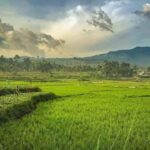 Hamparan persawahan hijau dan kawasan pertanian Desa Bantargebang Kecamatan Bantargadung Kabupaten Sukabumi.
