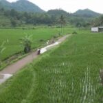 Potensi Pertanian Desa Buanajaya Kabupaten Sukabumi.