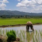 Lahan pertanian dan potensi tanah kas Desa Cimanggu, Kecamatan Cimanggu, Kabupaten Sukabumi, yang direncanakan untuk pengembangan pangan dan ekonomi warga.
