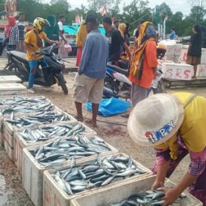 Banjir ikan di Pelabuhan Lelamo warga antusias beli ikan murah