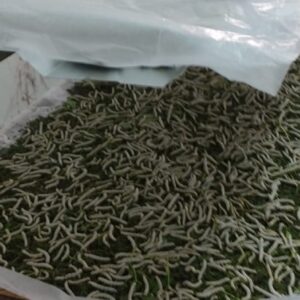 UPTD Pengelolaan Sutera di Wajo Telah Beproduksi Hasilkan Benang Lusi