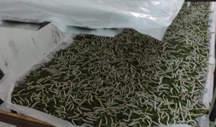 UPTD Pengelolaan Sutera di Wajo Telah Beproduksi Hasilkan Benang Lusi