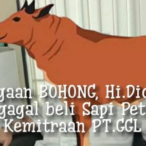 Dua pekan tanpa kepastian, Hi.Didin Cs ingkar janji beli Sapi Petani Kemitraan PT. GGL
