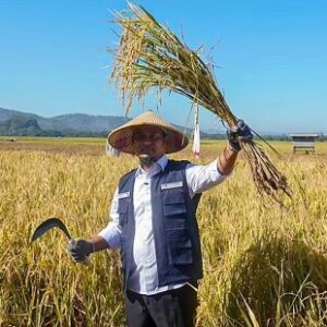Bersama Petani, Gubernur Andi Sudirman Panen dan Tanam Mandiri Benih Padi di Maros