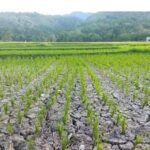 https://mitrapol.com