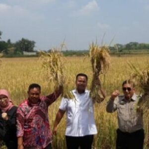 Ketua DPRD Lampung bersama Ketua Komisi IV DPR – RI Ramaikan Panen Raya di Desa Nambah Dadi