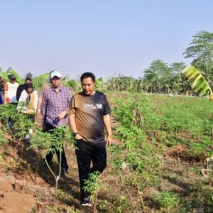 Pj. Gubernur Sulsel Tinjau 23 Hektar Lahan Percontohan Budidaya Pisang dan Nanas di Pattallasang Gowa