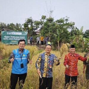 Luar biasa, Limbah dari PLTU 2 Labuan Banten bisa hasilkan padi