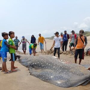 Respon Cepat Penanganan Hiu Paus Terdampar di Pantai Kutakarang, Desa Cibitung – Pandeglang
