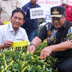 Bagian Upaya Tekan Inflasi, Pemprov Sulsel dan Pemkab Wajo Kompak Panen Raya Cabe