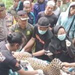 Polisi dan BKSDA Jabar Evakuasi Macan Tutul di Kalibunder Sukabumi