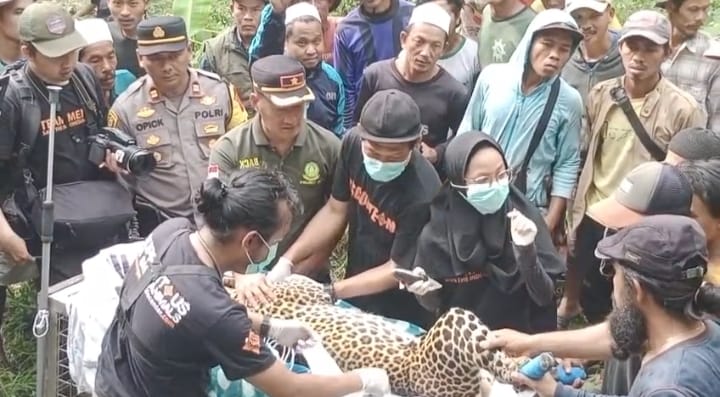 Polisi dan BKSDA Jabar Evakuasi Macan Tutul di Kalibunder Sukabumi