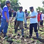 Ribuan Hektar Lahan Nganggur di Desa Mabbiring, Pemprov Sulsel Beri Bantuan Bibit Nangka dan Nanas