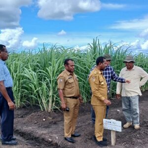 Pj Gubernur Papua Selatan Tinjau Lokasi Pembangunan Perkebunan Tebu di Merauke