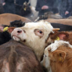 Perbedaan Hewan Kurban: Sapi, Kambing, dan Domba - Mana yang Terbaik?