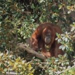 Hadiah Primata: Malaysia Berencana Memberikan Orangutan ke Mitra Dagang Minyak Sawit