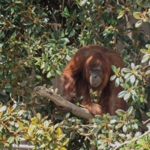 Hadiah Primata: Malaysia Berencana Memberikan Orangutan ke Mitra Dagang Minyak Sawit