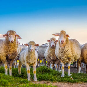 Menggali Keutamaan dan Hukum Qurban: Amalan Mulia di Hari Raya Idul Adha