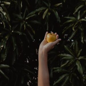 Kisah Seguci Emas dan Sebuah Apel