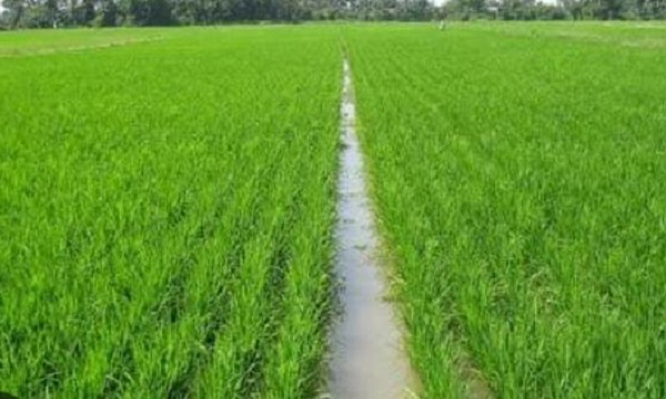 Diduga anggaran program Padi Sehat 2019 untuk kelompok Tani Budi Rahayu II ditilep 