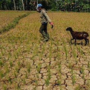 Perpanjang Tanggap Darurat, Pemdakab Bekasi Terus Berkolaborasi Tangani Kekeringan
