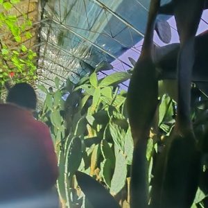 Lawatan PWI ke Tiongkok, Rombongan Kunjungi Ladang Kaktus