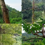 Menakjubkan, Di Pekon Umbar Tanggamus Kabel Listrik Tegangan Tinggi Nempel di Pohon