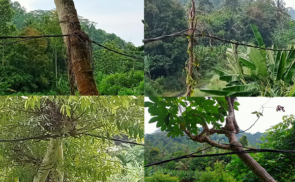Menakjubkan, Di Pekon Umbar Tanggamus Kabel Listrik Tegangan Tinggi Nempel di Pohon