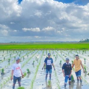 Pangkas 145 Regulasi, Hilmi Rahman : Kebijakan Distribusi Pupuk Langsung ke Petani Dinilai Tepat