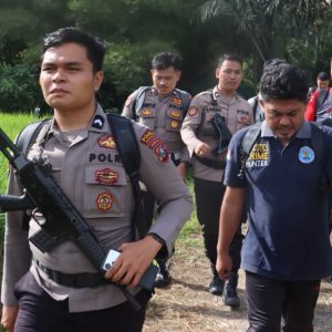 Timsus Narkoba Polda Polda Sumut dan Polres Madina Musnahkan 1,5 Hektare Ladang Ganja di Bukit Tor Sihite