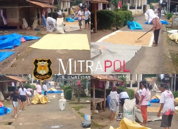 Akibat Cuaca Tidak Menentu, Hasil Panen Petani Padi Cirinten Berkurang