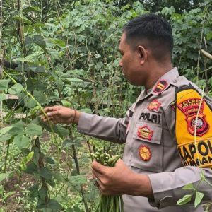 Polsek Tumbang Titi Dukung Ketahanan Pangan Panen Sayuran Dipekarangan Lestari