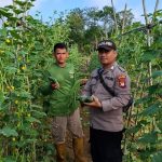 Bhabinkamtibmas Polsek Simpang Hulu Dampingi Warga Panen Sayuran