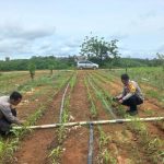 Kapolsek Tumbang Titi Bersama Anggotanya Rutin Lakukan Pengecekan Perkembangan Tanaman Jagung Hibrida