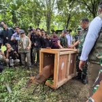 Konservasi Alam, Kasad Lepasliarkan Satwa Dilindungi di Hutan Sanggabuana