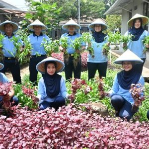 Manfaatkan Lahan Kosong, Lanud Husein Sastranegara Panen Sayuran 