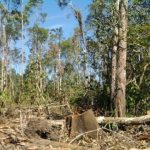 Perambahan Hutan HPT di Abdya Kian Marak, Diduga Oknum Kepala Desa IE Mirah Terlibat