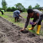 Polsek Kendawangan Bersama Kelompok Tani Tanam Bibit Jagung Hibrida