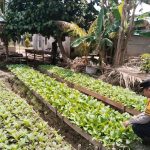 Polsek Kendawangan Lakukan Pengecekan Perkarangan Para Kelompok Tani