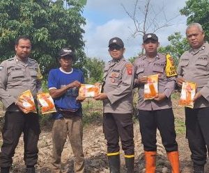 Bersama Petani Setempat, Polsek Muara Pawan Tanam Bibit Jagung Hibrida