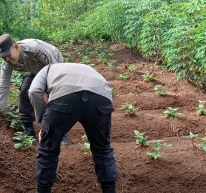 Kanit Binmas Polsek Rangkasbitung Polres Lebak Bantu Petani Dalam Rangka Mendukung Program Ketahanan Pangan Nasional