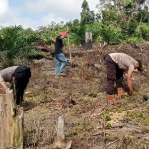 Polsek Sungai Laur Bersama BPP dan Masyarakat Lakukan Penanaman Jagung Hibrida