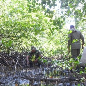 Penanaman Mangrove Kodim 1510/Sula: Langkah Konkret Menjaga Ekosistem Pantai Desa Mangega