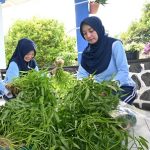 Maksimalkan Lahan Sempit, PIA Ardhya Garini Cabang 4/D.I Lanud Husein Sastranegara Panen Kangkung